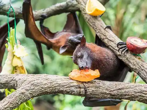 bat eating date fruit=